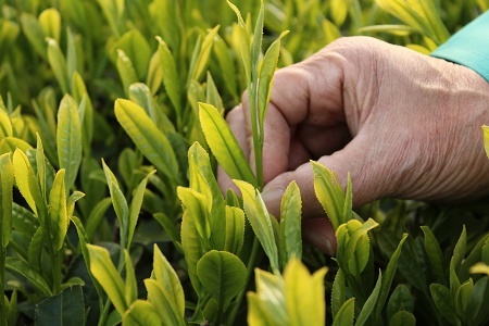 鹿児島県産茎茶「かりがね」1kg【1185919】