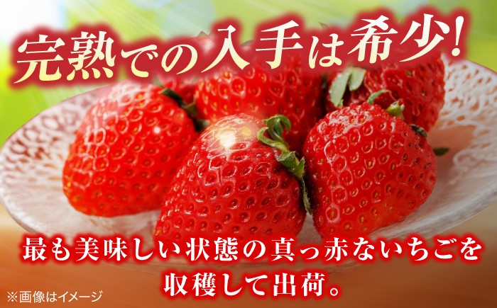 島根県産 イチゴ 苺 紅ほっぺ 松江市 農園 アダージョベリー 完熟 モーツァルト 大粒 フルーツ 果物 ギフト
