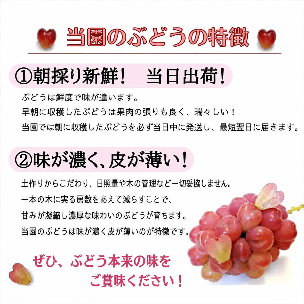 ぶどう 瀬戸ジャイアンツ 500g~ ぶどう 【hfbd013-02】