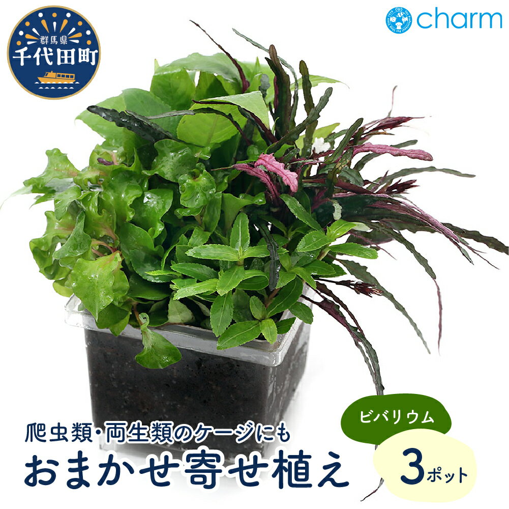 【ふるさと納税】テラリウム ビバリウム用 おまかせ 寄植え 水上葉 無農薬 (3個) 癒し インテリア ナチュラル 自然 リラクゼーション 室内栽培 プレゼント 送料無料 趣味 緑 人気 オススメ 初心者 玄関 リビング キッチン 水槽 株式会社チャーム