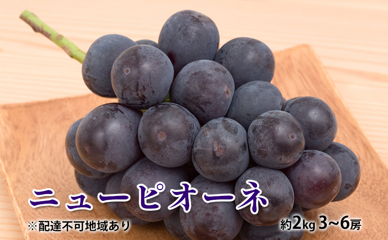 ぶどう 2026年 先行予約 ニュー ピオーネ 約2kg 3〜6房 種無し ブドウ 葡萄  岡山県産 国産 フルーツ 果物 ギフト デザート 果実 美しい 大粒 高糖度 皮ごと 食べ応え 芳醇 甘い 果汁 食べやすい 大人気