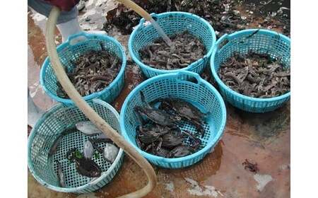 観光底引き網体験　採れた魚介類のお土産付き_【G0124】