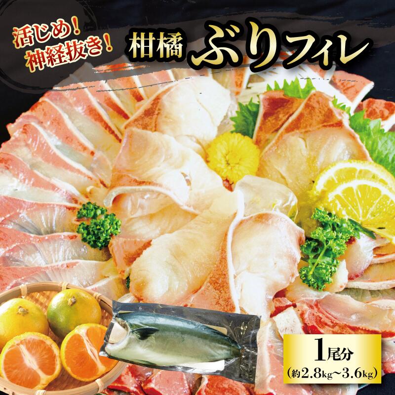 【ふるさと納税】 柑橘 ぶりフィレ ぶり ブリ 鰤 約2.8〜3.6kg 魚 鮮魚 刺身 活じめ 神経抜き 愛媛県 松山市