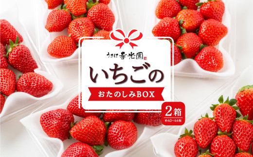 
            【選べる配送月】春光園 いちごのおたのしみBOX 2箱 【2025年12月～2026年4月発送予定】  苺 いちご イチゴ 果物 くだもの 果実 フルーツ スイーツ デザート 食品 あまおう 紅ほっぺ かおりの 恋みのり あきひめ おたのしみボックス お楽しみ セット 九州 福岡県 うきは市 冷蔵
          