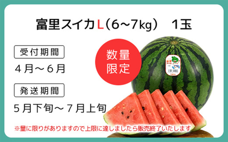 【数量限定】富里スイカ(Lサイズ6～7kg)1玉  すいか スイカ 西瓜 千葉県 富里市 果物 フルーツ 採れたて とれたて 産地直送 農家直送 千葉県産 ちば 千葉すいか 千葉スイカ 富里 富里すい