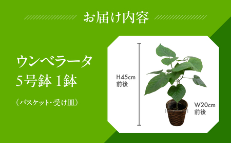ウンベラータ 観葉植物 植物 5号鉢 人気 おしゃれ かわいい お手入れ 室内 大鉢 中型 インテリア リビング 玄関 寝室 キッチン オフィス プレゼント ギフト 新居 入居 インテリアグリーン グ