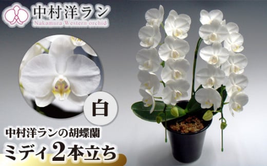 中村洋ラン 胡蝶蘭 ミディ 2本立ち 白 ／ 16輪～20輪 お花 生花  アマビリス 田原市 渥美半島