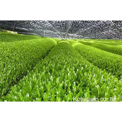 ふるさと納税 宇治田原町 京の老舗古畑園の高級宇治茶 |  | 02