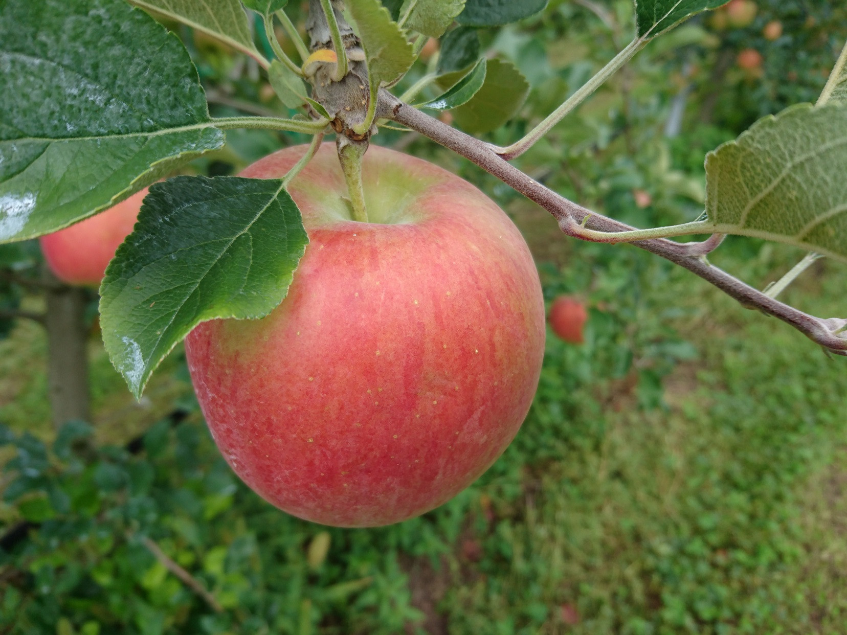 
                  アグリスタくましろのシナノスイート ご家庭用約3kg(6～12玉) 10月中旬より発送 長野県 信州 南信州 高森町 果物 くだもの 旬 旬の果物 旬のりんご 訳あり アグリスタくましろ
                