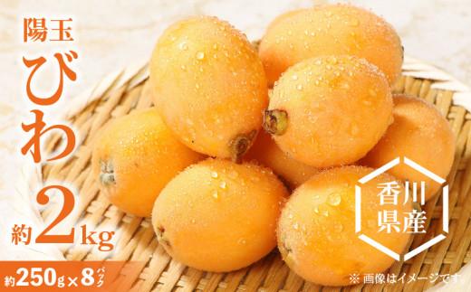 陽玉びわ 約2kg (約250g×8パック)【2025-5月上旬～2025-6月中旬配送】