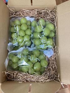有田産 シャインマスカット 約 2kg 有田巨峰村 森下農園 ぶどう 送料無料 フルーツ マスカット シャインマスカット