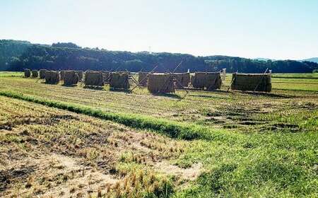 新米 新潟県産コシヒカリ 6kg (1kg×6) 特別栽培米 令和7年産 昔ながらのはざ掛け（はざかけ）真空パック  [農事組合法人ならやま]【020P096】