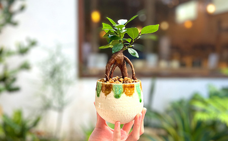 やちむん植木鉢作り体験　ガジュマル付き【SDGｓ】 やちむん 焼き物 陶芸 ガジュマル 植木鉢 体験 伝統 工芸 植物 鑑賞用 観葉植物 インテリア 初心者 ふるさと納税 おきなわ 沖縄 オキナワ 名