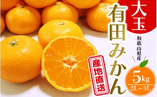 【先行予約】＼ みかんの名産地 和歌山県産／ 農家直送 大玉 有田みかん 5kg （2L～3L） ひとつひとつ手選別で厳選【2025年11月下旬頃発送予定】/ みかん ミカン 果物 くだもの フルーツ
