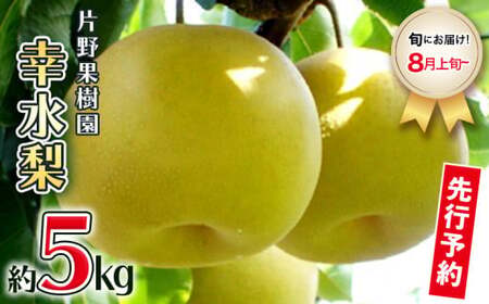 【 2025年8月上旬以降発送 】 片野果樹園 幸水梨 約5kg 幸水 産地直送 [AD016ya]