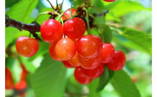 【ふるさと納税】数量限定 さくらんぼ「佐藤錦」 訳あり品 1kg - さくらんぼ 佐藤錦 2026 山形 2026年発送 サクランボ フルーツ 山形県 飯豊町 ※北海道・中国・四国・九州・沖縄　配送不可