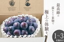 【ふるさと納税】 ピオーネ 1房入り 約550g 大粒 種なし 甲州市産 ブドウ フルーツ 果物 葡萄 黒ぶどう 産地直送 2025年発送 数量限定 期間限定 自然農法 山梨 贈答 ギフト 家庭用 8月 9月 発送 （BNC） 【B15-491】