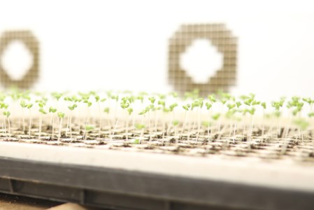 おかけんふぁーむのリーフレタス（栽培期間中農薬不使用） 