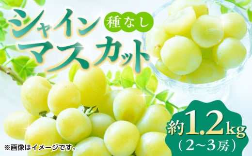 【先行予約】【数量限定】 シャインマスカット 約1.2kg 2～3房 ぶどう 種なし 葡萄 ブドウ ぶどう 皮ごと食べられる 旬 果物 国産 熊本県 特産 シャイン マスカット フルーツ くだもの 種なし 山鹿市 【合同会社 福福堂】[ZCN006]