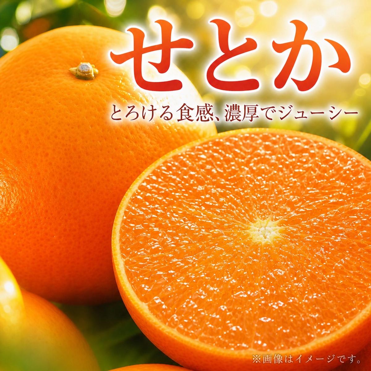 とろける食感!ジューシー柑橘 せとか 約3kg｜みかん ミカン 柑橘 果物 くだもの フルーツ せとか 甘い 先行予約 国産 産地直送 人気 美浜町 ※2026年2月下旬～3月下旬頃に順次発送予定