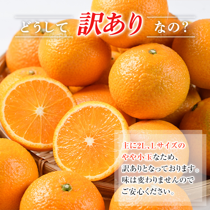 ＜先行予約受付中！2026年12月中旬以降順次発送予定＞ 訳あり！鹿児島県産スイートスプリング(計約10kg・37～43個程) 柑橘 果物 フルーツ 旬 デザート 国産 鹿児島県産 阿久根市産 小玉 