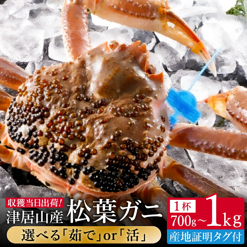 【ふるさと納税】期間・数量限定 タグ付き 津居山産 松葉ガニ 1杯 / 活・茹で 700g〜800g・900g〜1kg / 新鮮 松葉がに 松葉蟹 ズワイガニ ずわいがに かに カニ 蟹 ボイル 冷蔵 海鮮 お取り寄せ グルメ 兵庫県 豊岡市 津居山漁港 但馬漁業協同組合