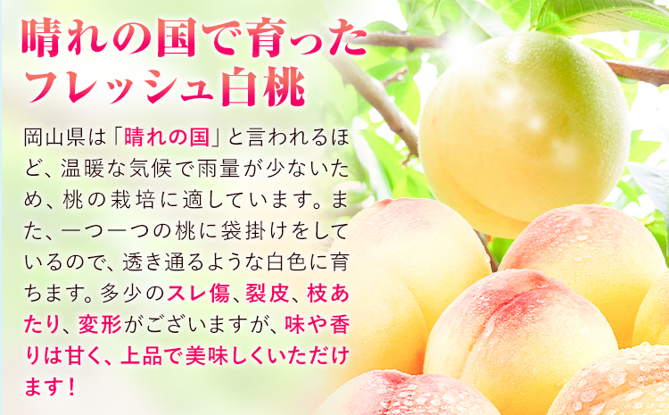 【令和7年度先行予約】訳あり 白桃 桃 1.3kg ハレノフルーツ （犬塚農園） 《2025年6月末-8月中旬頃出荷》岡山県 浅口市 フルーツ モモ 果物 青果 旬 おかやま夢白桃 白麗 白鳳 清水白