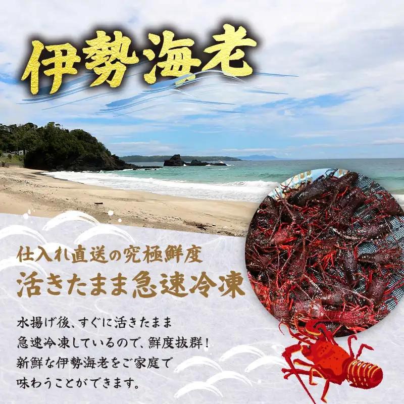 天然 ボイルサザエ 700g 蒸し伊勢海老 500g カット伊勢海老 300g 急速冷凍