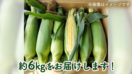 【 先行予約 6月下旬 以降発送】【 令和6年産 】 朝採り とうもろこし （ ゴールドラッシュ ） 約 6kg トウモロコシ スイートコーン 野菜 産地直送 期間限定 [AX019ya]