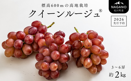 TK08 ぶどう クイーンルージュ®  約2kg／2026年9月下旬から10月中 配送予定 // 稀少 新品種 長野県 南信州 高糖度 葡萄 クインルージュ 甘い 種なし 皮ごと