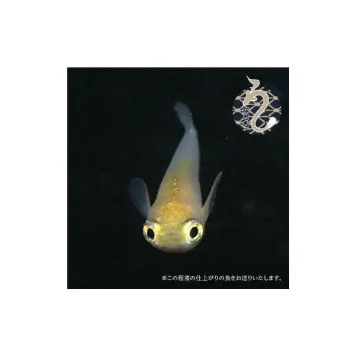 メダカ「ポニョ」3ペア