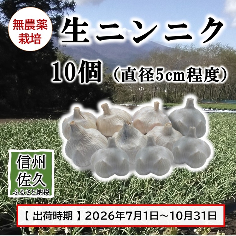 生ニンニク 10個 （直径5cm程度） （2026年7月～10月出荷／沖縄・離島は配送不可） にんにく　ガーリック　最高級ホワイト六片種　無農薬　長野県　佐久市　旬彩　国産　信州