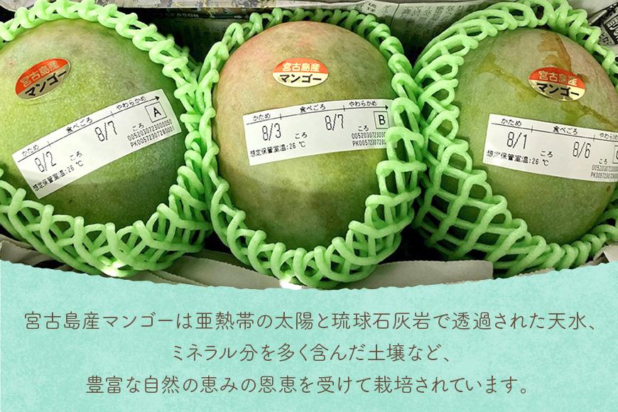 《先行予約 2026年発送》『天使のマンゴー』宮古島産キーツマンゴー  1.6kg （2玉）【ご贈答用】「LA MANGUE BLEUE」農家直送（GZ004）