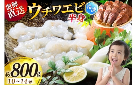 うちわえび エビ 海老 海鮮 冷凍 小分け ウチワエビ半身 約800g 10～14切 [ひばり 長崎県 平戸市 hr42bgy420048] 魚介 海産物 鍋 刺身 刺し身 新鮮 国産 お取り寄せ