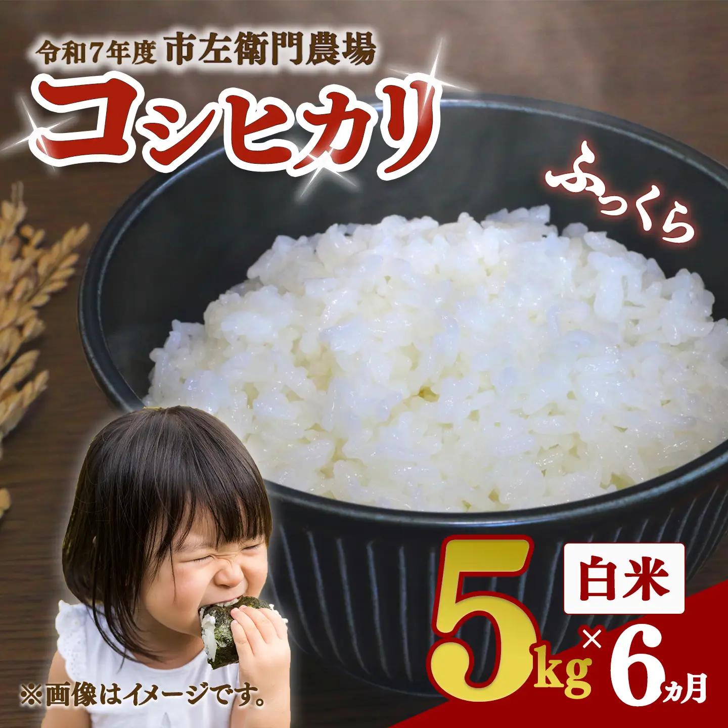 【定期便】米 令和8年産 コシヒカリ5kg×6回 こしひかり