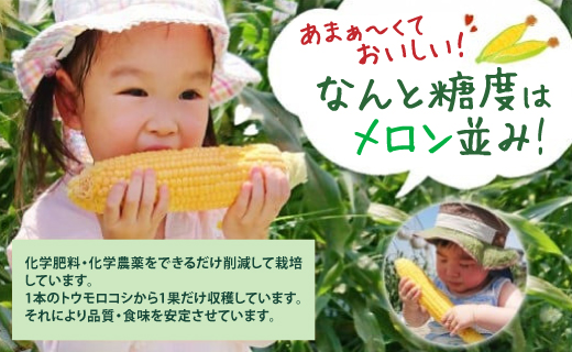 【先行予約】 熊本県八代市産 スイートコーン ゴールドラッシュ 4kg とうもろこし 朝採り 高糖度 【2025年5月上旬より順次発送】