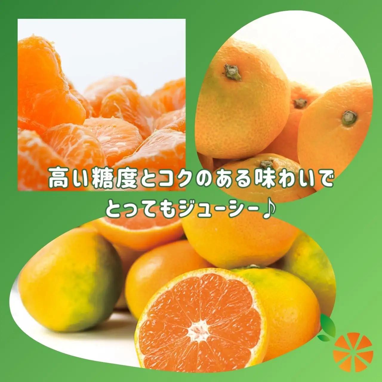 訳あり 西浦 由良みかん 3kg 由良みかん 木負観光みかん園