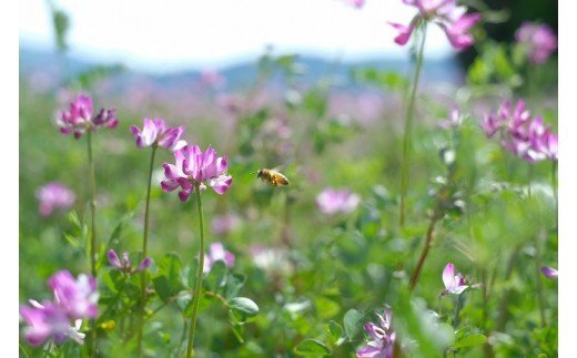 【大垣産】希少な『れんげ蜂蜜』（パッカー容器入：450ｇ）農林水産大臣賞2回受賞