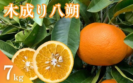 【期間限定・2024/3/20まで】木成り八朔　7kg※2月下旬から順次発送※ / 和歌山県 はっさく フルーツ くだもの 果物 柑橘 田辺市【ike008】