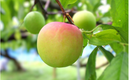 先行予約 すもも（大石）4kg ※5月下旬～6月中旬頃に順次発送予定【期間限定・2025/5/31まで】 / スモモ お取り寄せ 期間限定 夏 フルーツ 果物 和歌山県 田辺市 【mtm013】