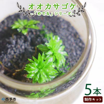 ふるさと納税 西予市 &lt;「めでる」シリーズ:苔テラリウム制作キット オオカサゴケ 5本パック&gt;　インテリア　緑　グリーン