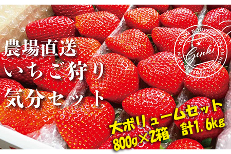 【 予約受付 】 いちご 食べ比べ 約 1.6kg ( かおり野 よつぼし 紅ほっぺ 恋みのり ) 800g × 2箱 完熟 7品種 から 2種類 お届け 苺 イチゴ ストロベリー 産地直送 ご当地 果物 くだもの フルーツ デザート 食品 冷蔵 げんき農場 埼玉県 羽生市