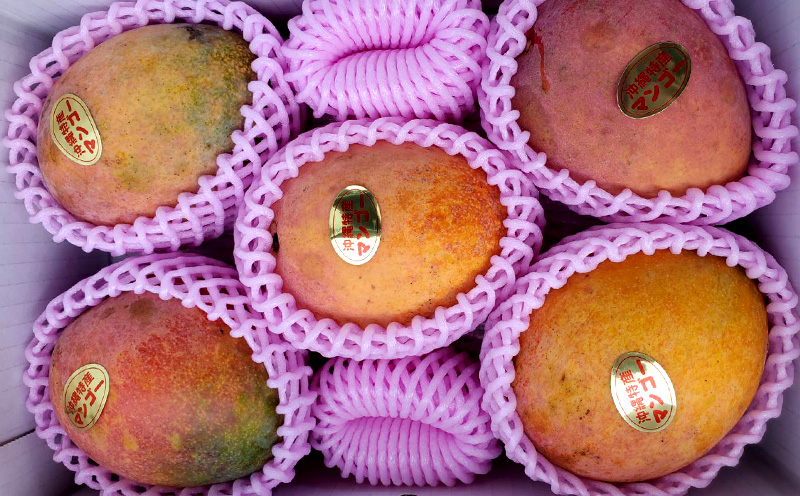 2025年発送【きなマンゴー園】アップルマンゴー　家庭用2kg以上 先行予約 完熟 マンゴー アップル 南国 沖縄 フルーツ くだもの 果物 果実 先行予約 産地直送 贅沢 濃厚 スイーツ デザート 