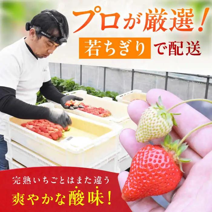 【★先行予約★ 2027年2月より発送】あまおう DX等級 6ケース（250g×12P）[AFAB006] いちご