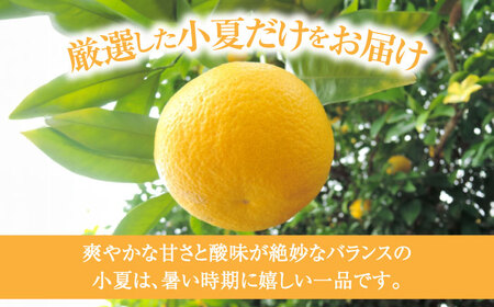 【先行予約】土佐小夏 Mサイズ 約5kg 36個前後〈2026年4月中旬-2026年7月中旬頃発送〉/ 日向夏 みかん ニューサマーオレンジ 柑橘 フルーツ こなつ 小夏 果物 特産 5キロ 高知県【