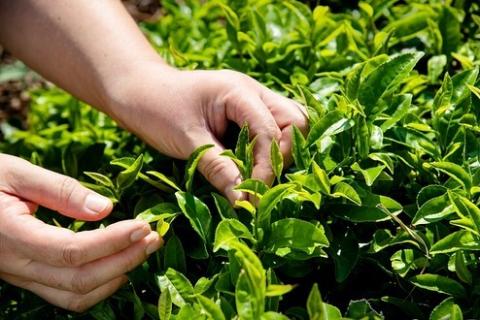 食べるお茶アイス12個【極み】セット　粉末茶付き