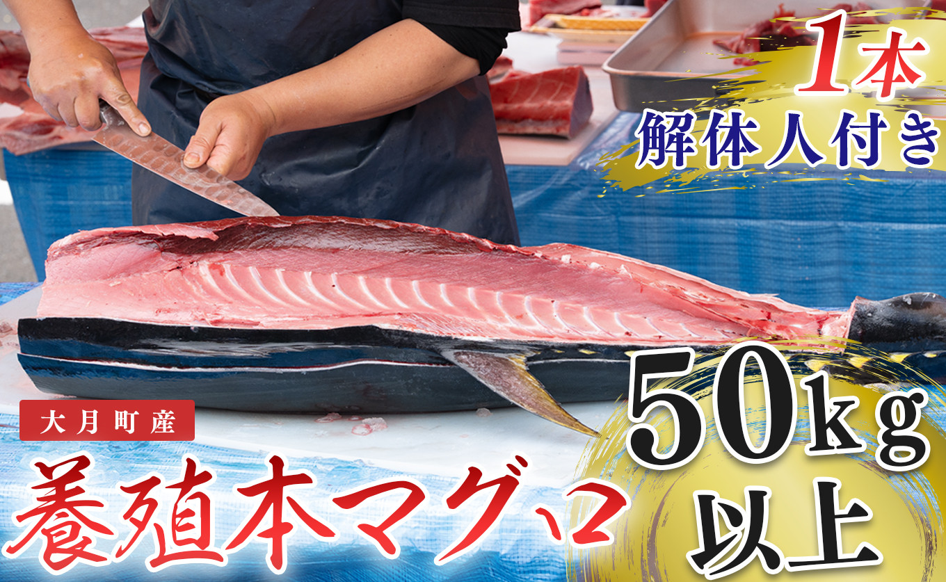 
本マグロ(50kg以上)1本 （解体人付き）
