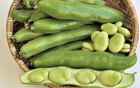 2026年1月中旬～発送 指宿産サヤ付そらまめ Lサイズ 約2kg 岡村商店 A-129 鹿児島県 そらまめ ソラマメ そら豆 豆 旬 指宿市 春 野菜 サラダ おつまみ 