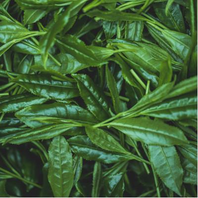 ふるさと納税 八女市 八女伝統本玉露ボトリングティー YAME |  | 03