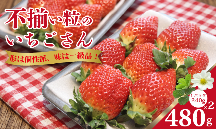 【先行予約】不揃い粒のいちごさん480ｇ（240g×2P）江島農園 苺 いちご イチゴ 農家 直送品 果物 くだもの フルーツ 人気 ランキング  高評価
